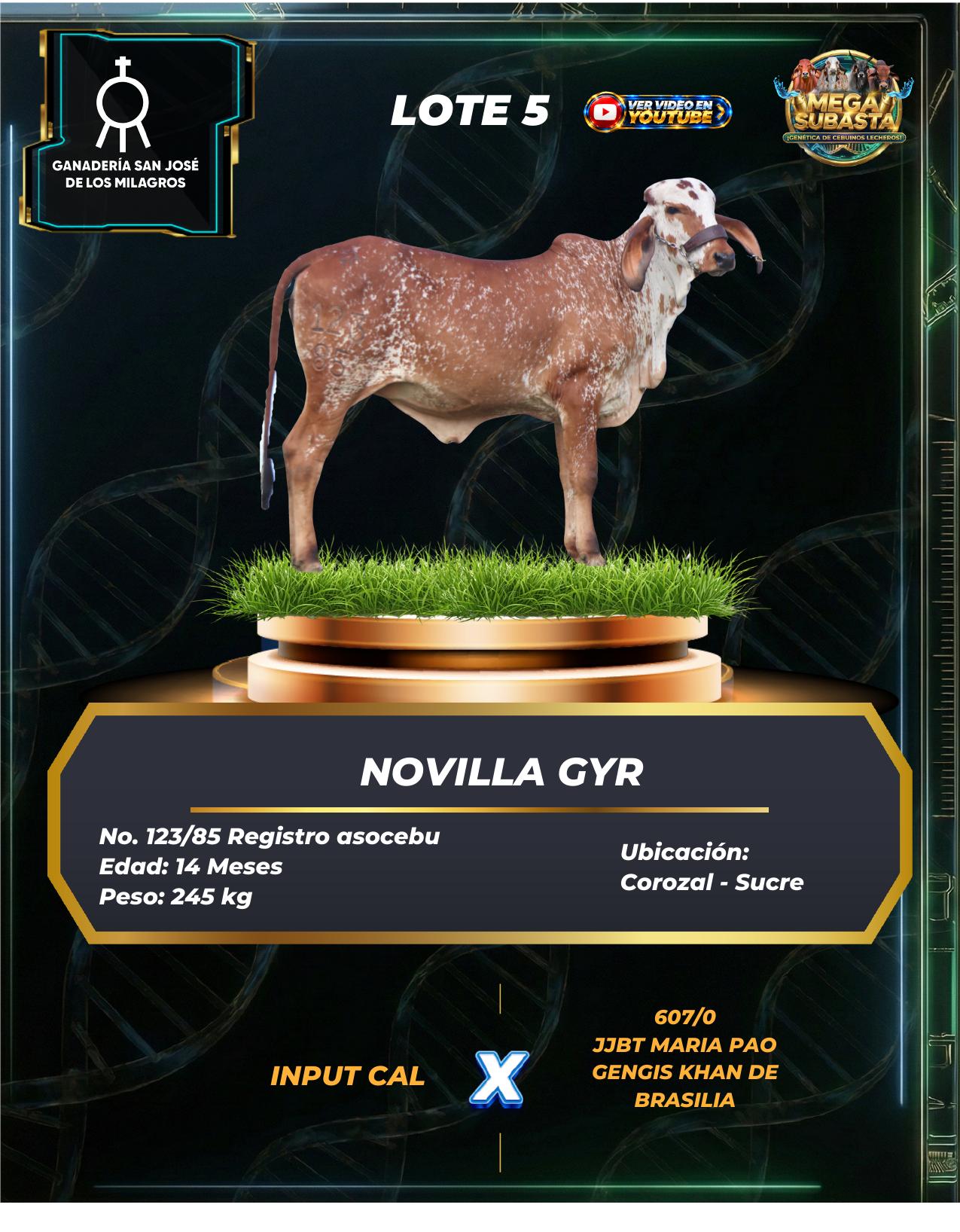 Lote 5