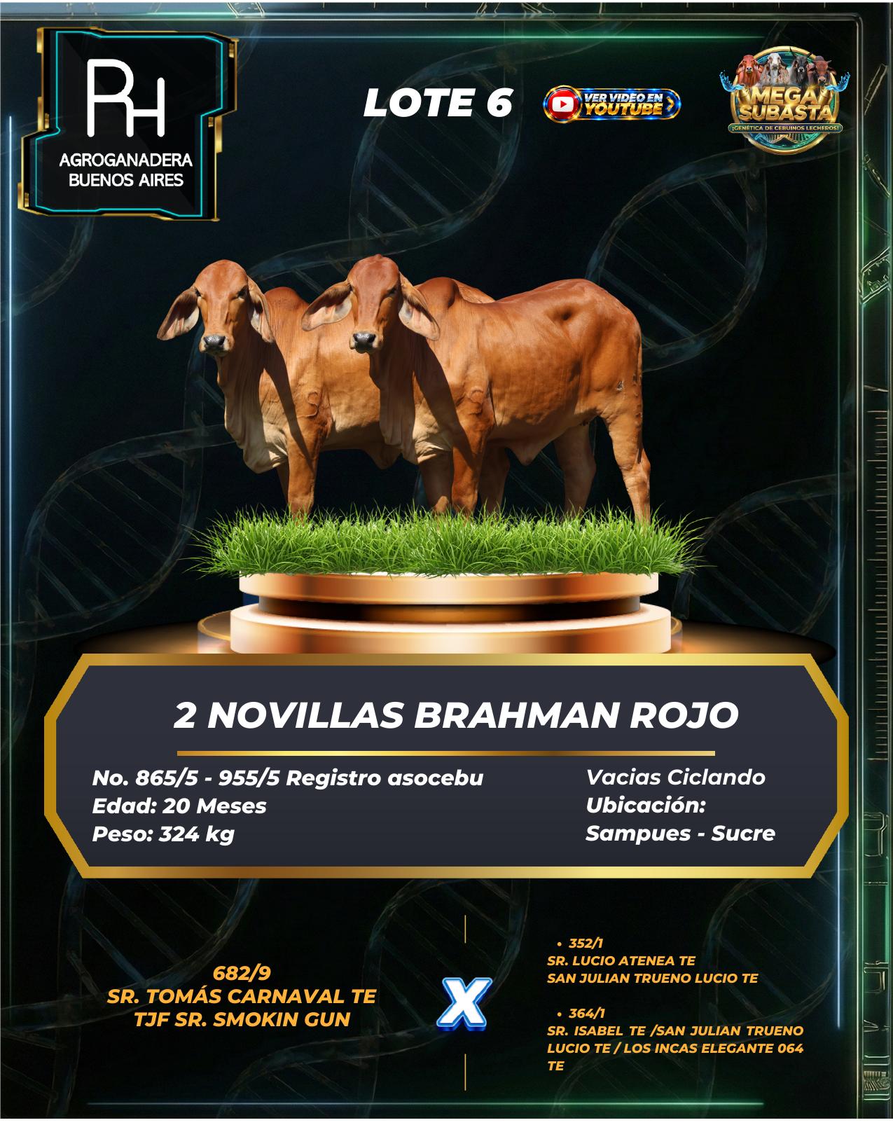 Lote 6