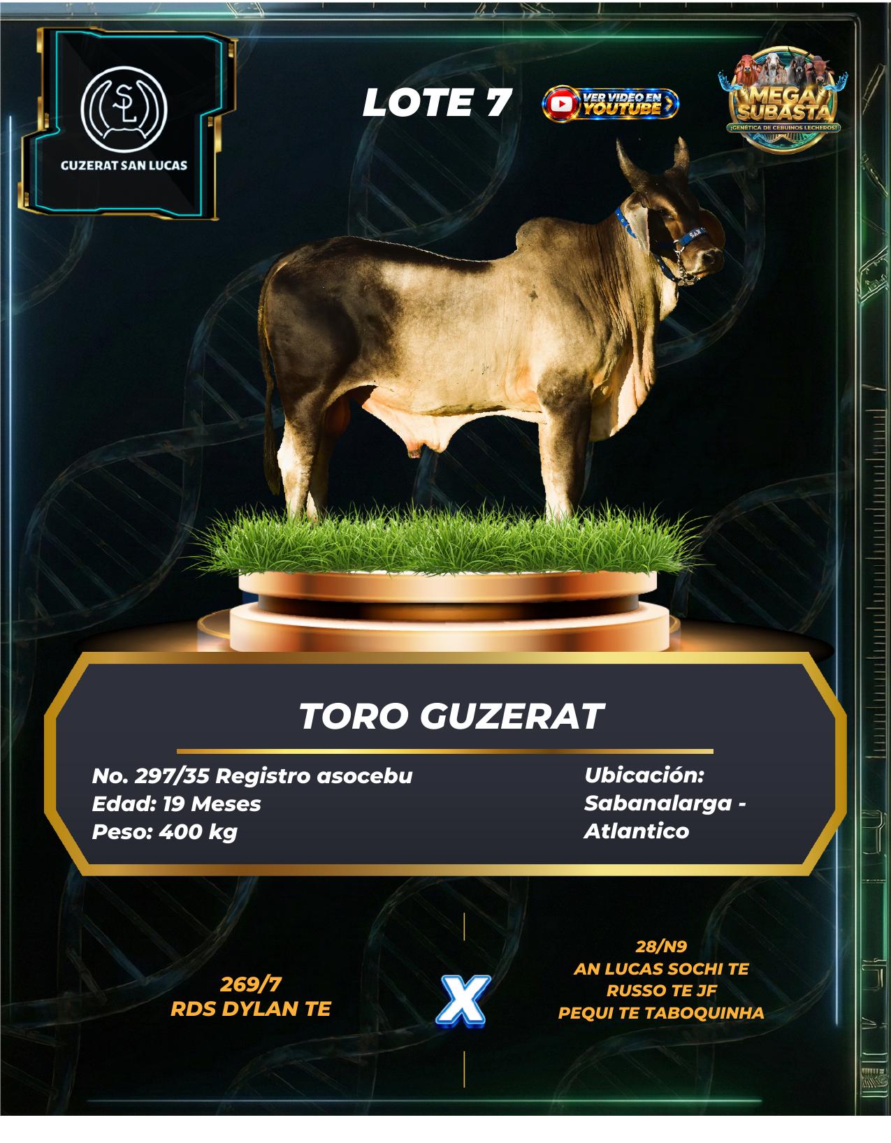 Lote 7