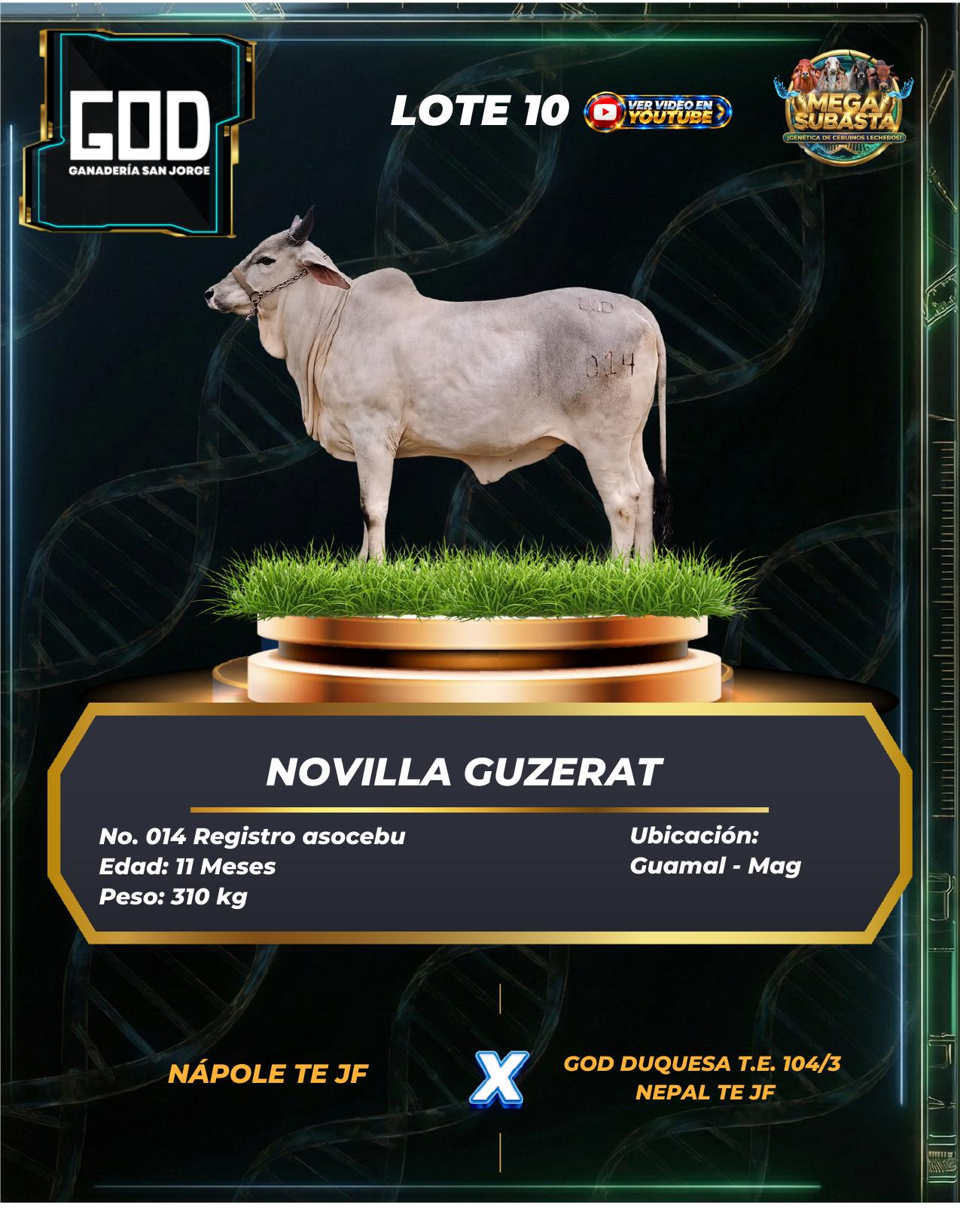 Lote 10