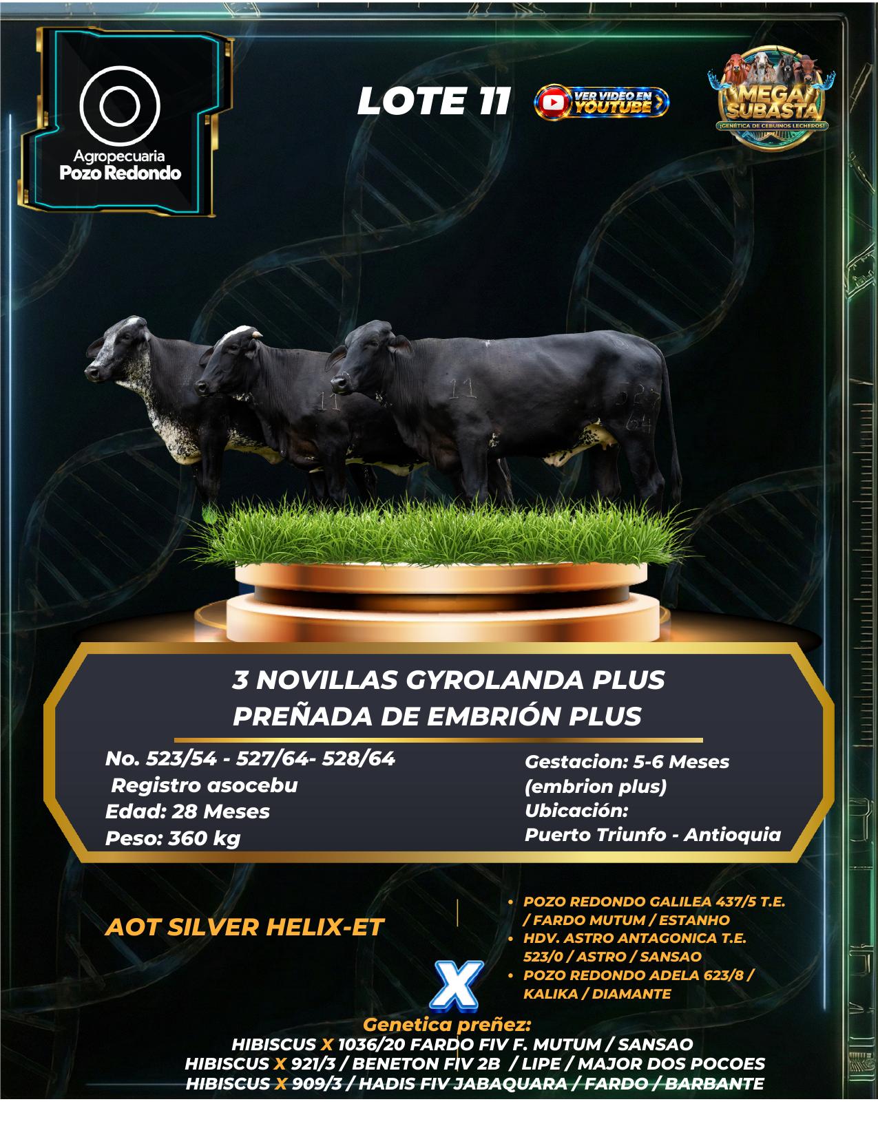 Lote 11