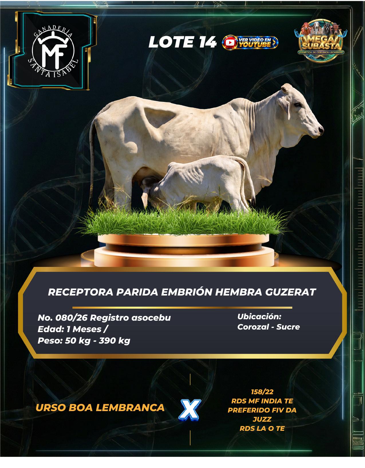 Lote 14