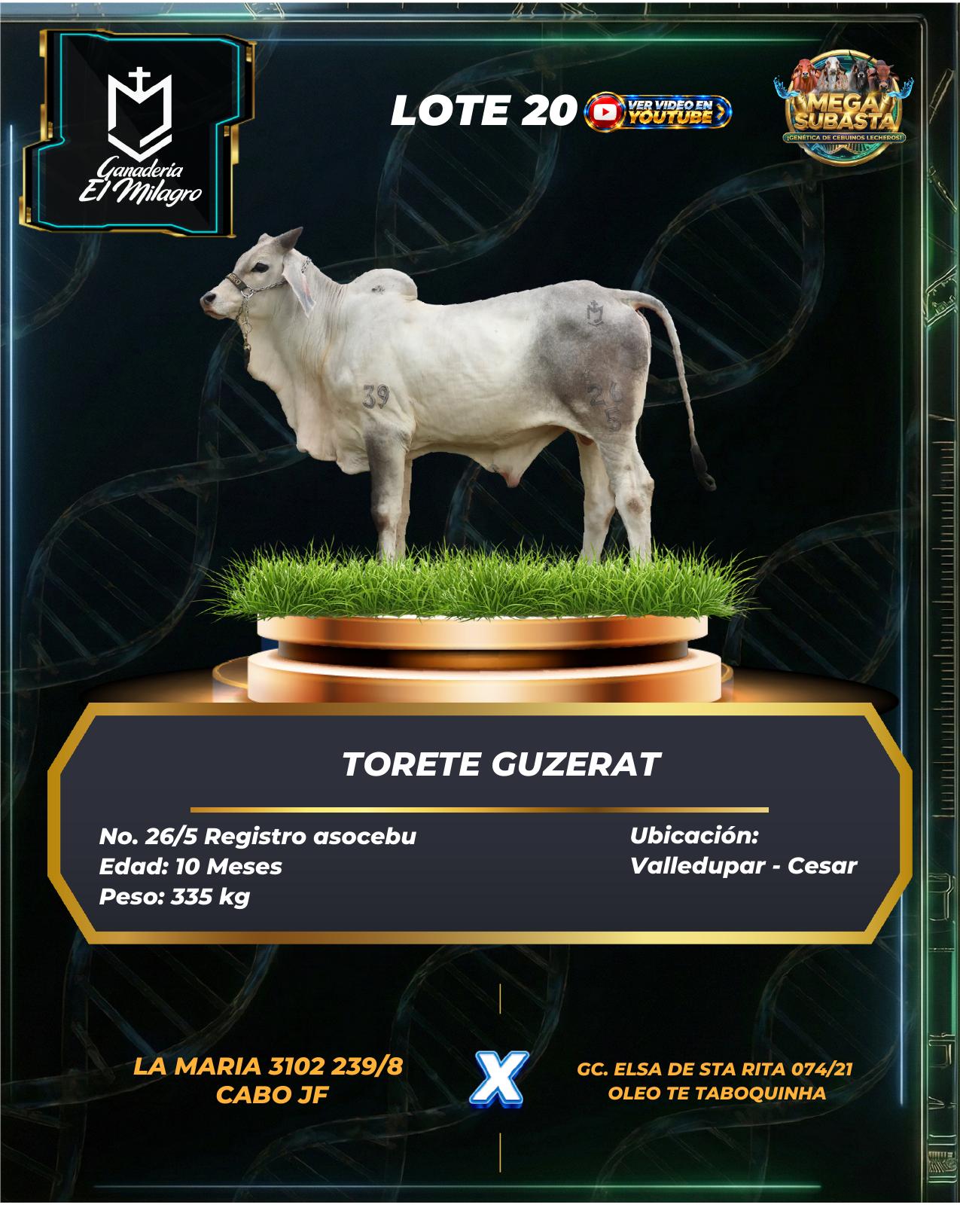 Lote 20