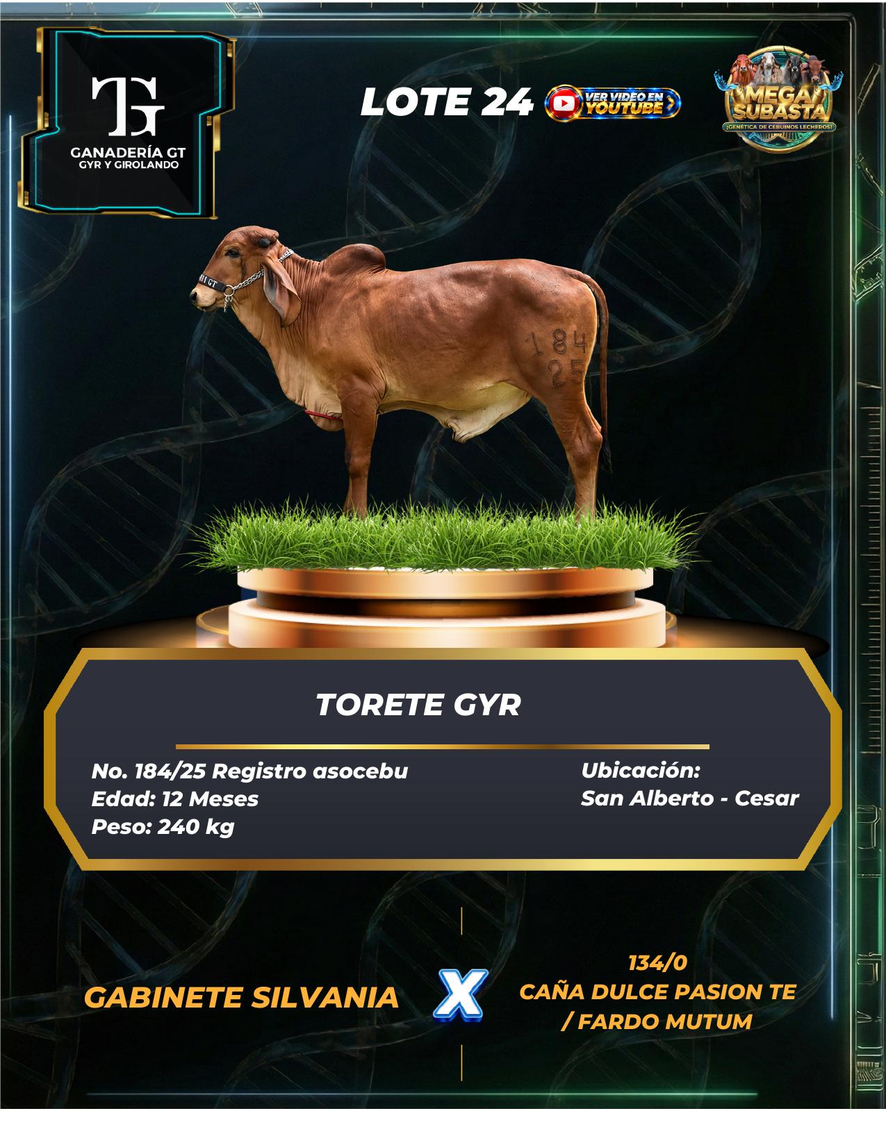Lote 24